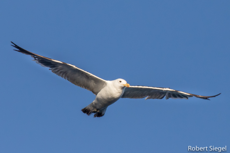 gull with fish
